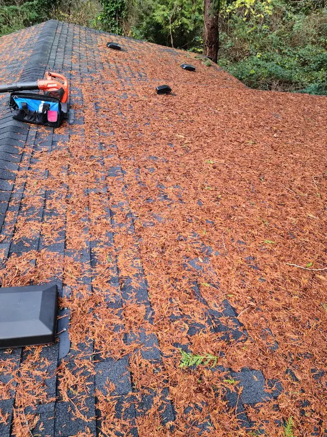 Residential roof with heavy moss buildup before cleaning in Whatcom County
